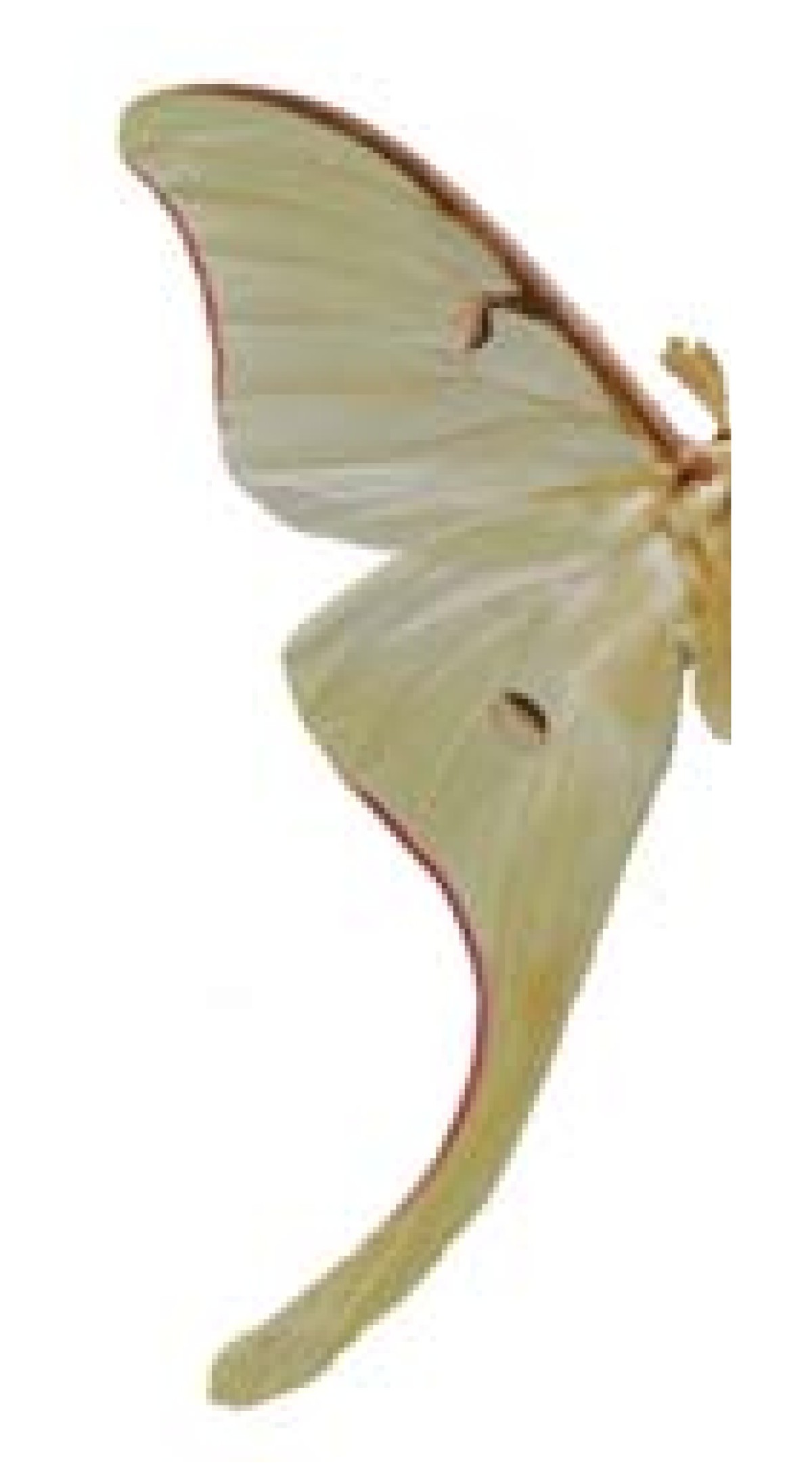 Edible Lepidoptera in Mexico Geographic distribution ethnicity economic and nutritional importance for rural people Journal of Ethnobiology and Ethnomedicine Full Text