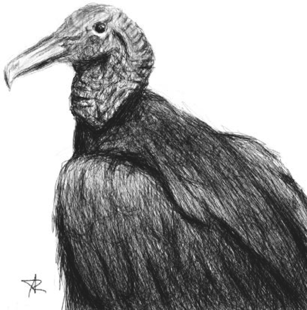 Use of black vulture (Coragyps atratus) in complementary and alternative  therapies for cancer in Colombia: A qualitative study | Journal of  Ethnobiology and Ethnomedicine, image size:1200x1210