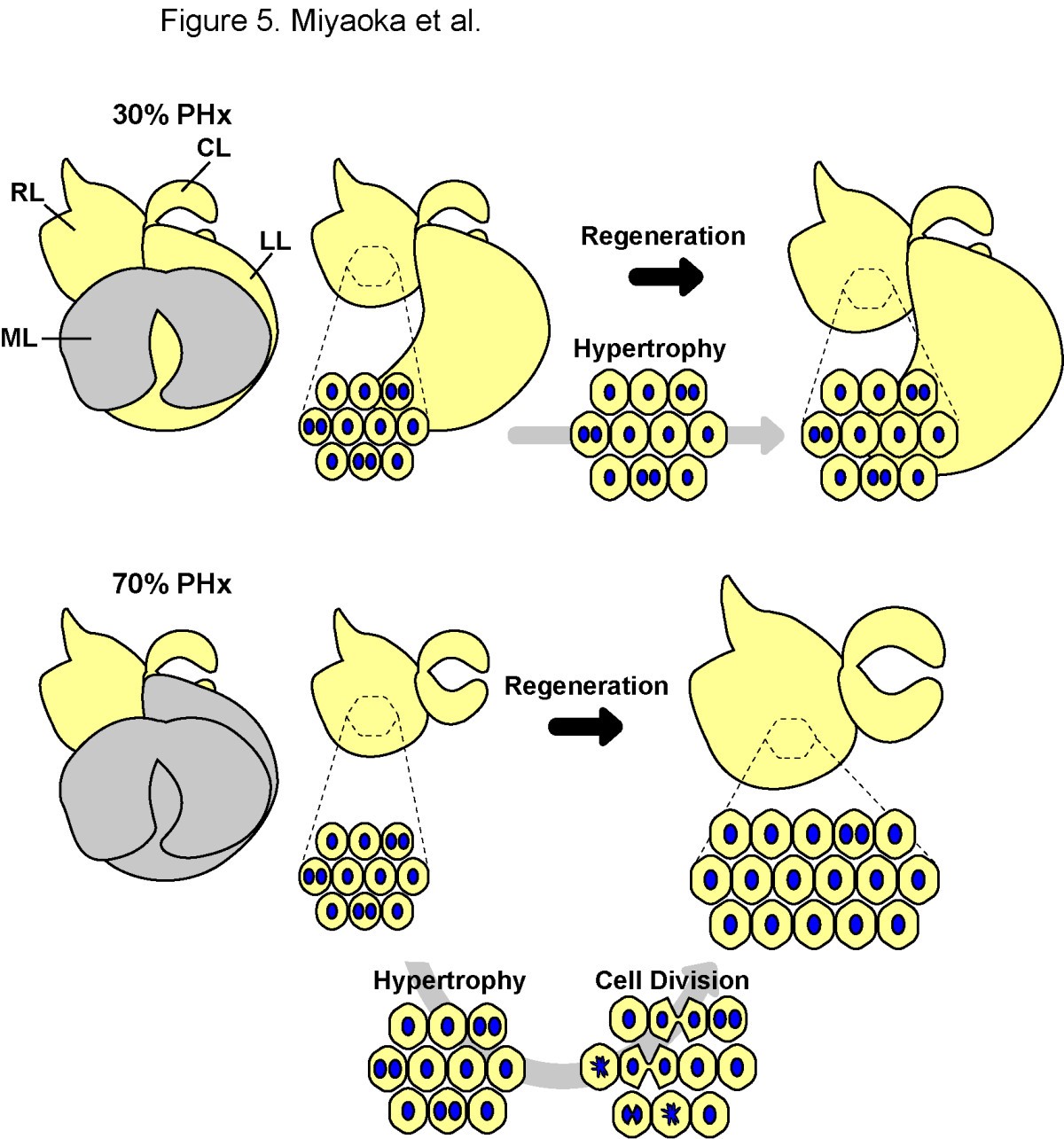 To divide or not to divide: revisiting liver regeneration | Cell 