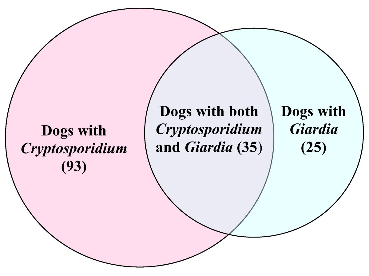 A longitudinal study on the occurrence of Cryptosporidium and Giardia in  dogs during their first year of life | Acta Veterinaria Scandinavica