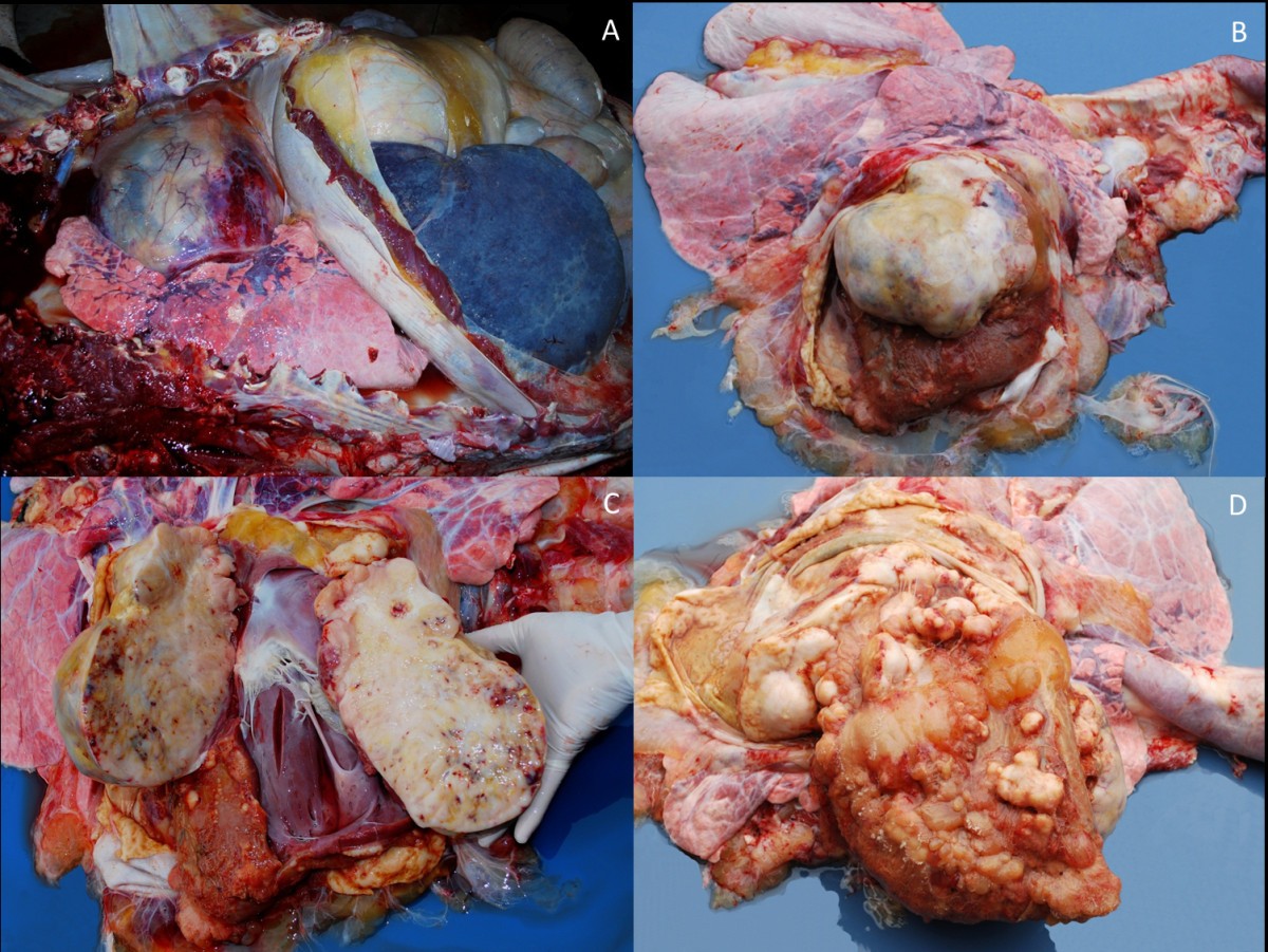 metastatic melanotic peripheral nerve sheath sarcoma Malignant peripheral nerve sheath tumor as a cause of chronic cardiac  insufficiency in cattle | Acta Veterinaria Scandinavica