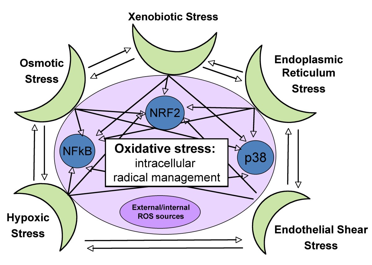 A computable cellular stress network model for non-diseased pulmonary and cardiovascular tissue | BMC Systems Biology