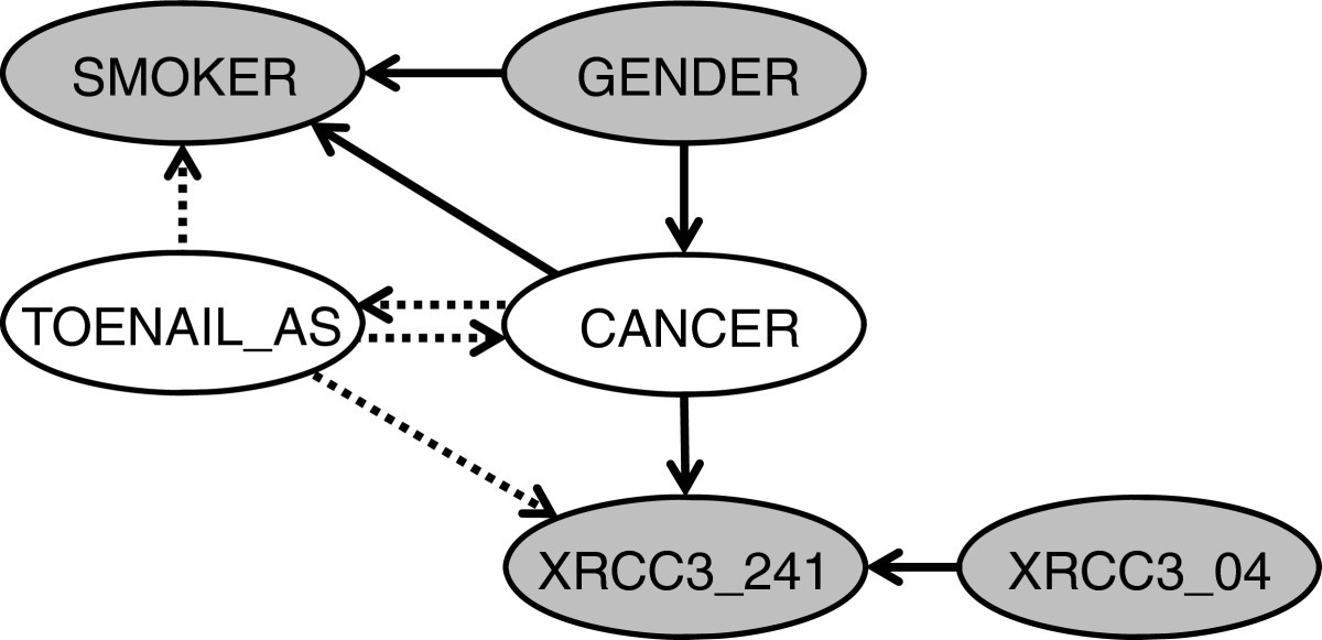 Using Bayesian networks to discover relations between genes 