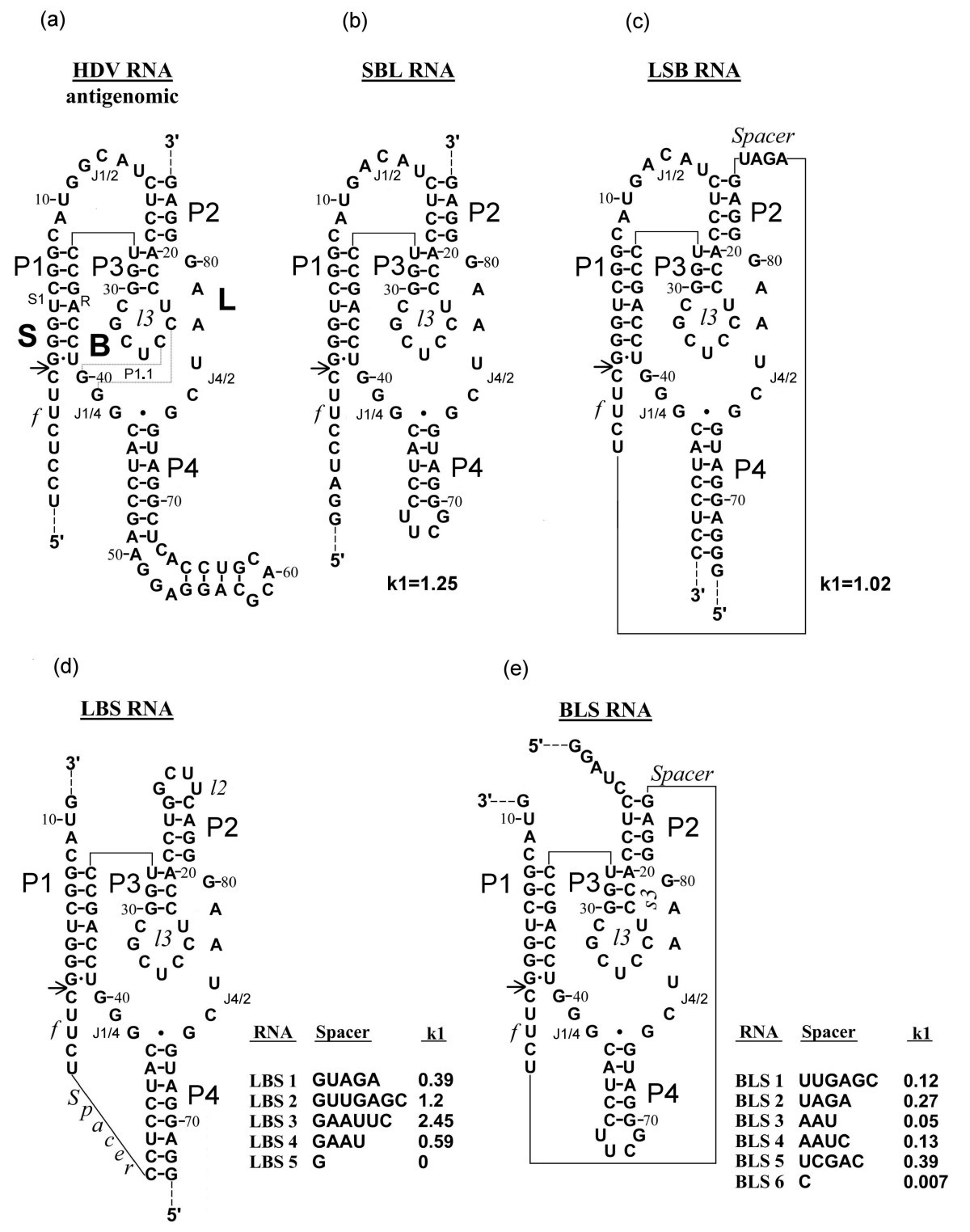 RNase footprinting demonstrates antigenomic hepatitis delta virus ribozyme  structural rearrangement as a result of self-cleavage reaction | BMC  Research Notes