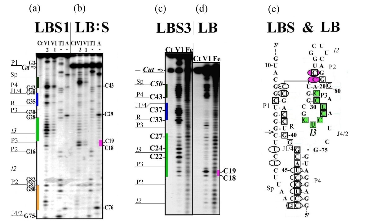 RNase footprinting demonstrates antigenomic hepatitis delta virus ribozyme  structural rearrangement as a result of self-cleavage reaction | BMC  Research Notes