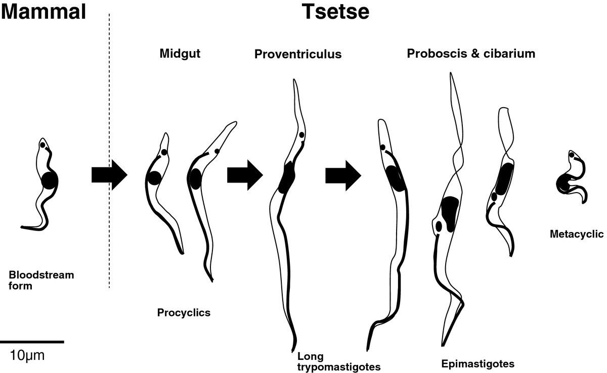 The life cycle of Trypanosoma (Nannomonas) congolense in the tsetse fly |  Parasites & Vectors | Full Text