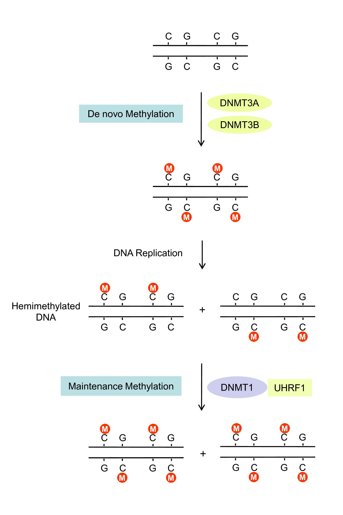 DNA methylation-mediated control of learning and memory 