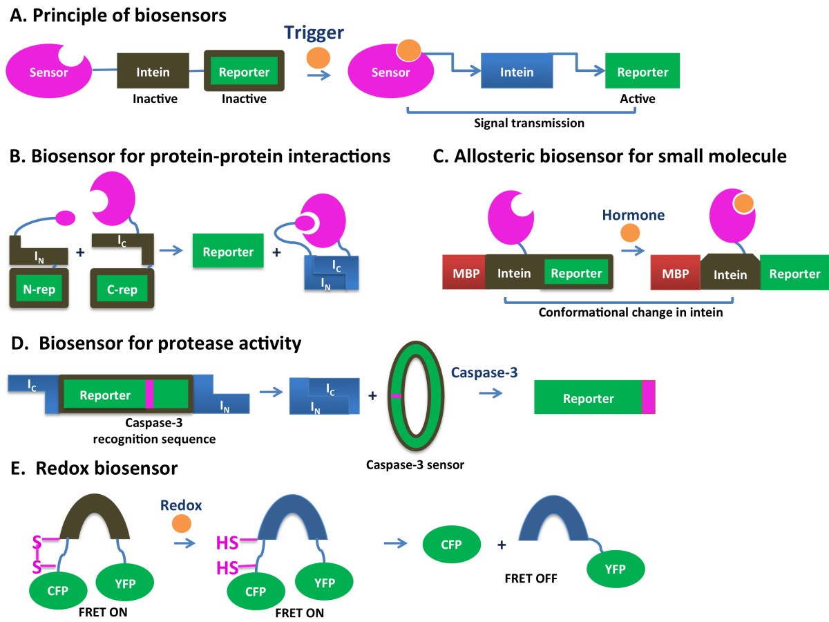 glutathione intein cleavage Recent advances in in vivo applications of intein-mediated protein splicing  | Mobile DNA