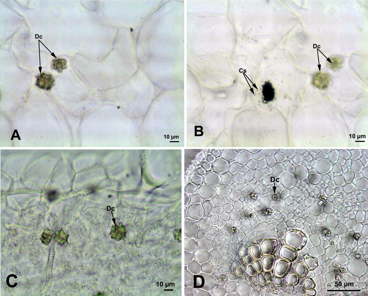 Occurrence, types and distribution of calcium oxalate crystals in leaves  and stems of some species of poisonous plants | Botanical Studies |  Springer Nature Link