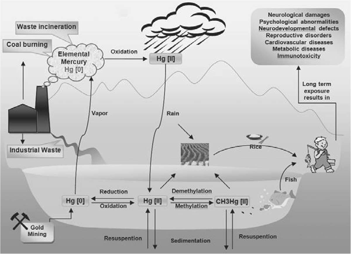 Current approaches of the management of mercury poisoning: need of the hour  | DARU Journal of Pharmaceutical Sciences | Springer Nature Link
