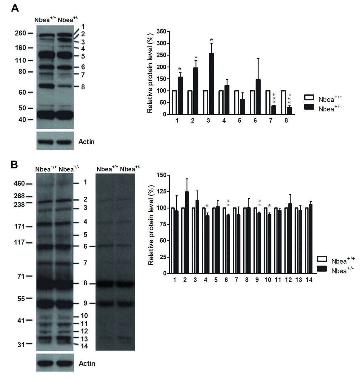 Platelets of mice heterozygous for neurobeachin, a candidate gene for  autism spectrum disorder, display protein changes related to aberrant  protein kinase A activity | Molecular Autism