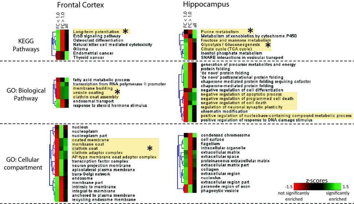 Integrative proteomic analysis of the NMDA NR1 knockdown mouse model  reveals effects on central and peripheral pathways associated with  schizophrenia and autism spectrum disorders | Molecular Autism