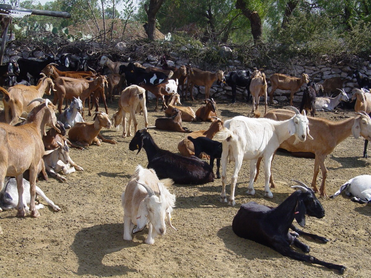 In defence of old goats, and a new Kickstarter initiative - goat tannery