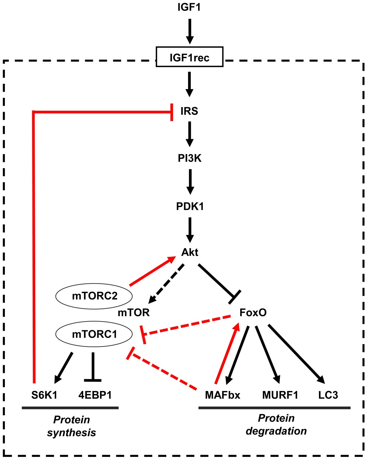 igf-1 lr3 muscle hyperplasia Regulation of skeletal muscle growth by the IGF1-Akt/PKB pathway: insights  from genetic models | Skeletal Muscle