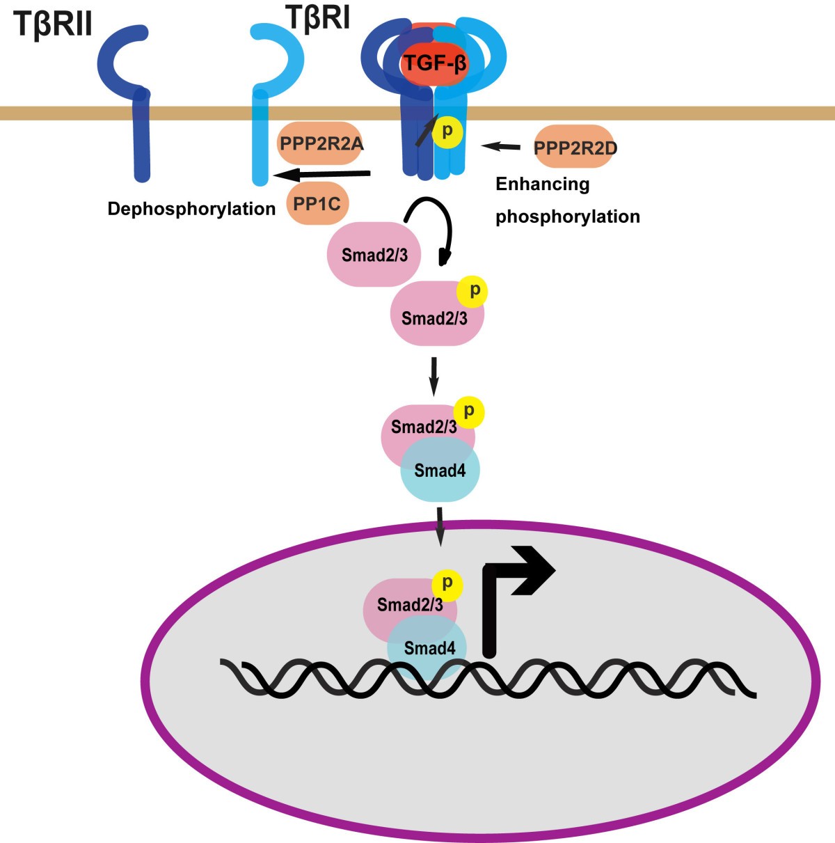 Regulation of TGF-β receptor activity | Cell & Bioscience