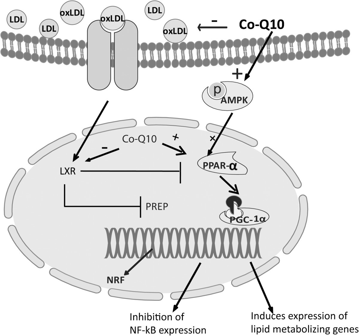 l carnitina y cromo simi Carnitina