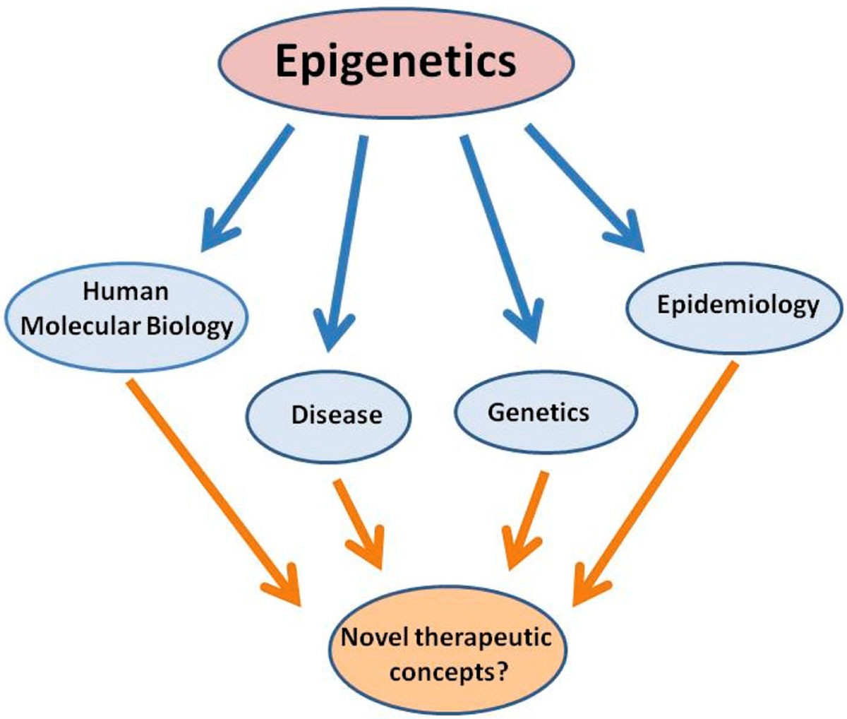 Why is epigenetics important in understanding the pathogenesis of  inflammatory musculoskeletal diseases? | Arthritis Research & Therapy |  Full Text