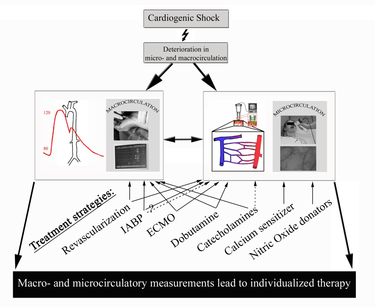 Microcirculation in cardiogenic shock: from scientific bystander to therapy  target | Critical Care | Springer Nature Link