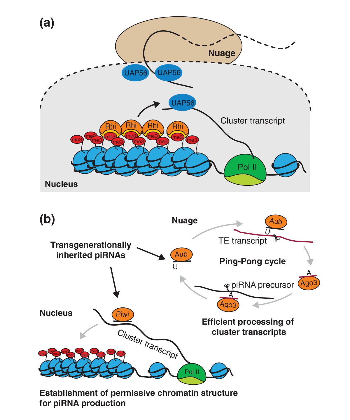 To be or not to be a piRNA: genomic origin and processing of piRNAs | Genome Biology