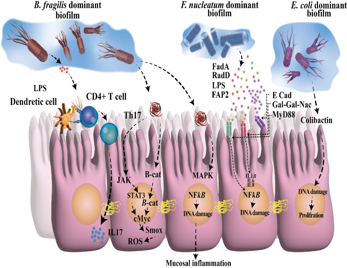 oral glutathione skin lightening randomized trial Effect of an Oral Formulation on Skin Lightening: Results from In Vitro  Tyrosinase Inhibition to a Double-Blind Randomized Placebo-Controlled  Clinical Study in Healthy Asian Participants