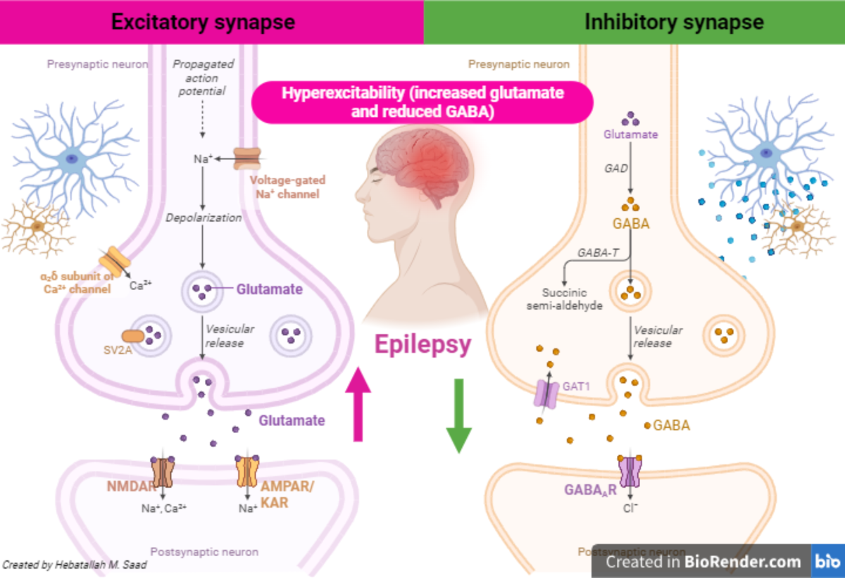 glutathione consumption Metabolic alterations associated with epileptic seizures detected by NMR  spectroscopy