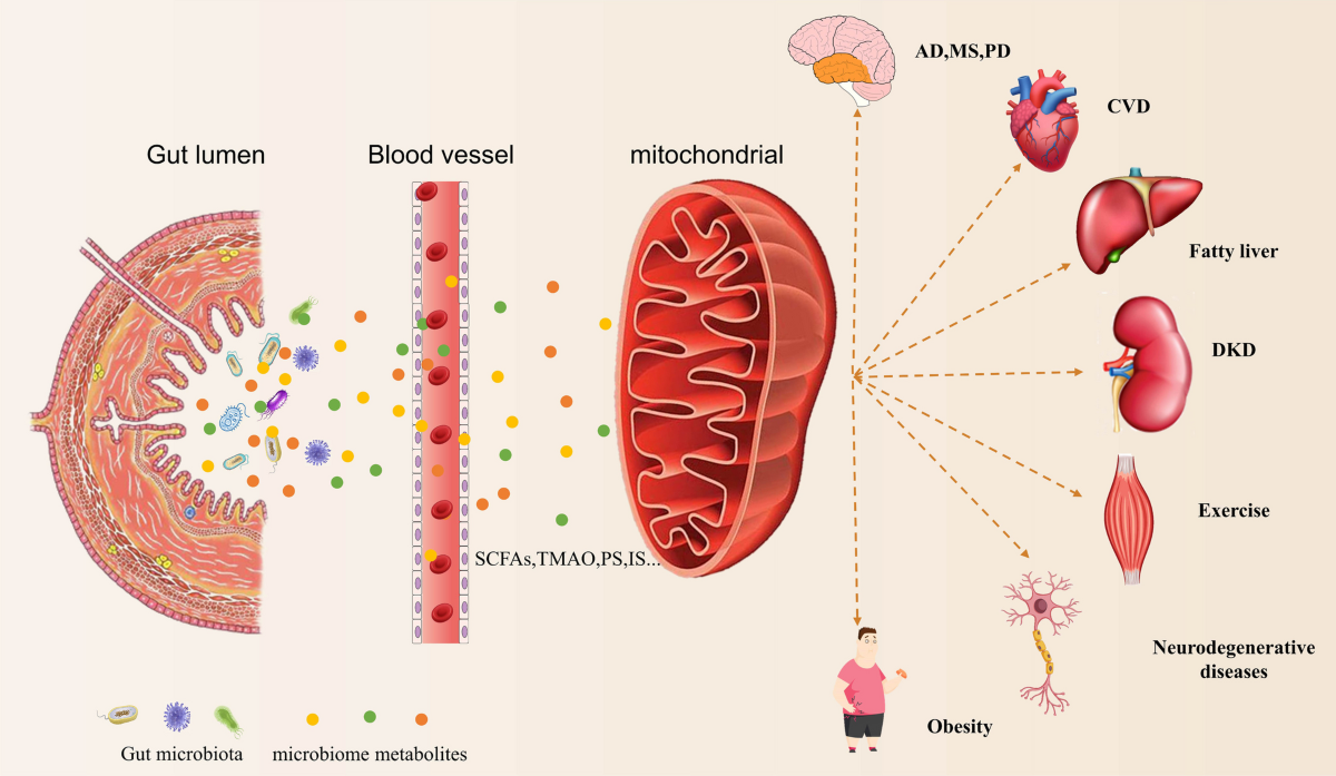 acetyl l carnitine gut bacteria The potential mechanism of microbiota-microbial metabolites-mitochondrial axis in progression of diabetic kidney disease | Molecular Medicine ghk-cu hair growth study testo Flavors:Watermelon