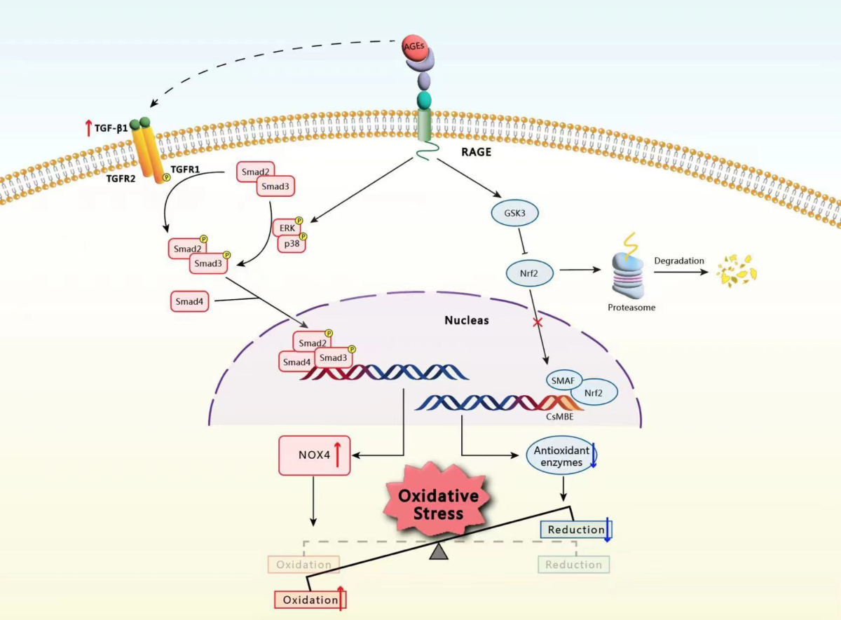 ascorbic acid oxidase glutathione Article