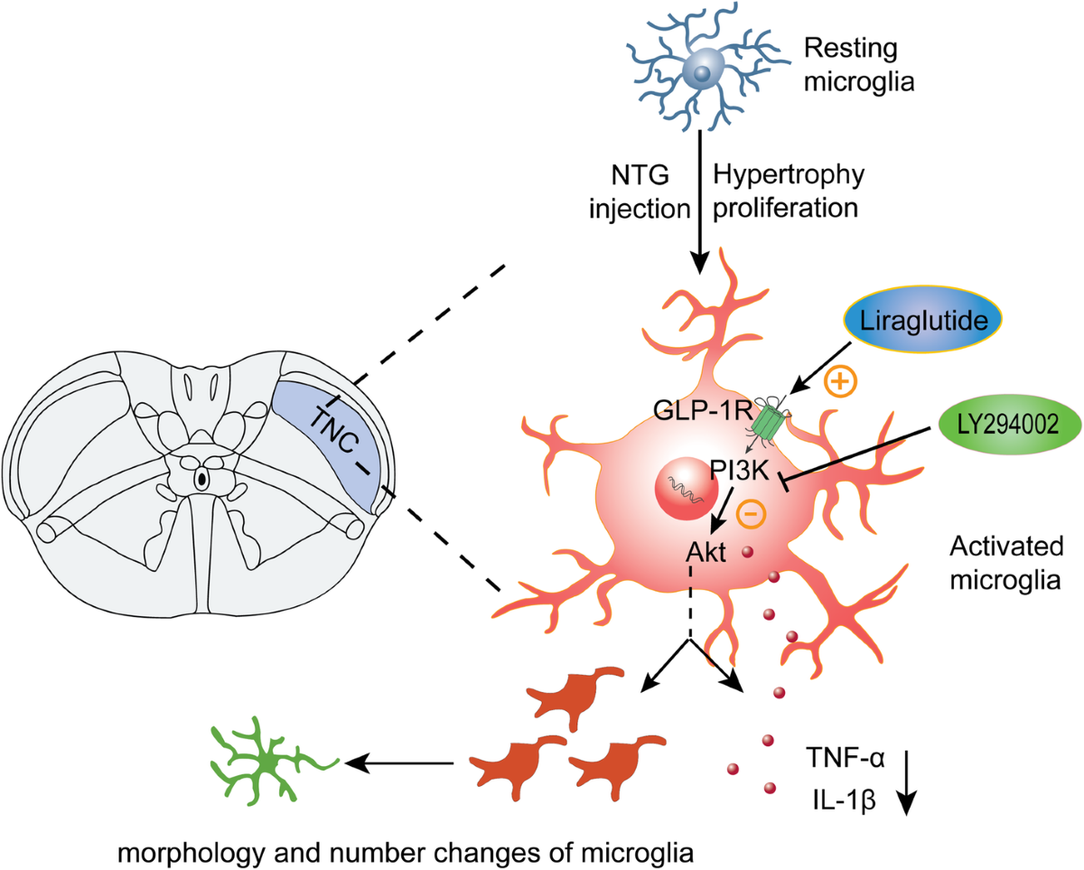 Activation of microglial GLP-1R in the trigeminal nucleus caudalis  suppresses central sensitization of chronic migraine after recurrent  nitroglycerin stimulation | The Journal of Headache and Pain
