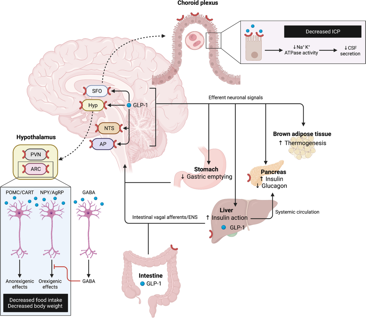 semaglutide intracranial hypertension Treatment with GLP-1 receptor agonists is associated with significant  weight loss and favorable headache outcomes in idiopathic intracranial  hypertension | The Journal of Headache and Pain