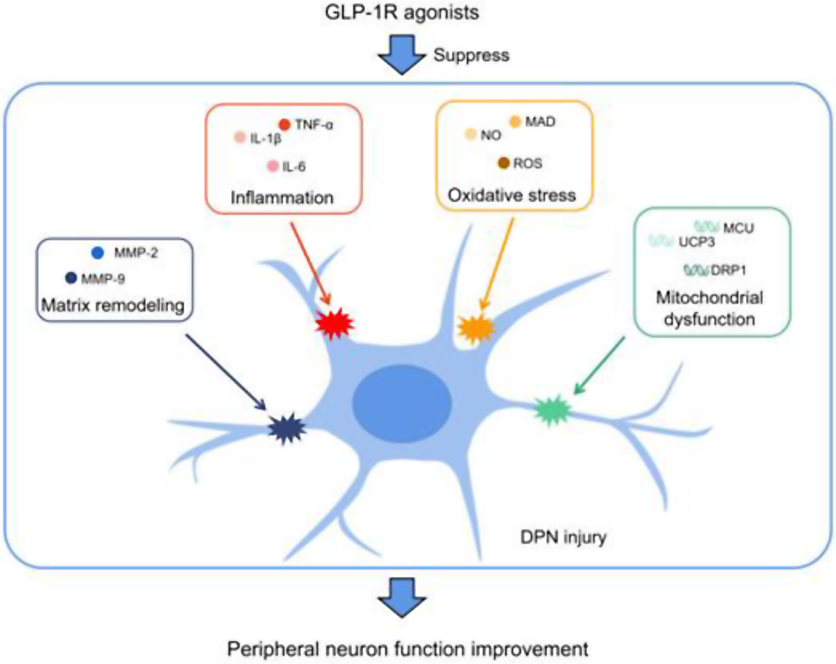 Advances in GLP-1 receptor agonists for pain treatment and their future  potential | The Journal of Headache and Pain