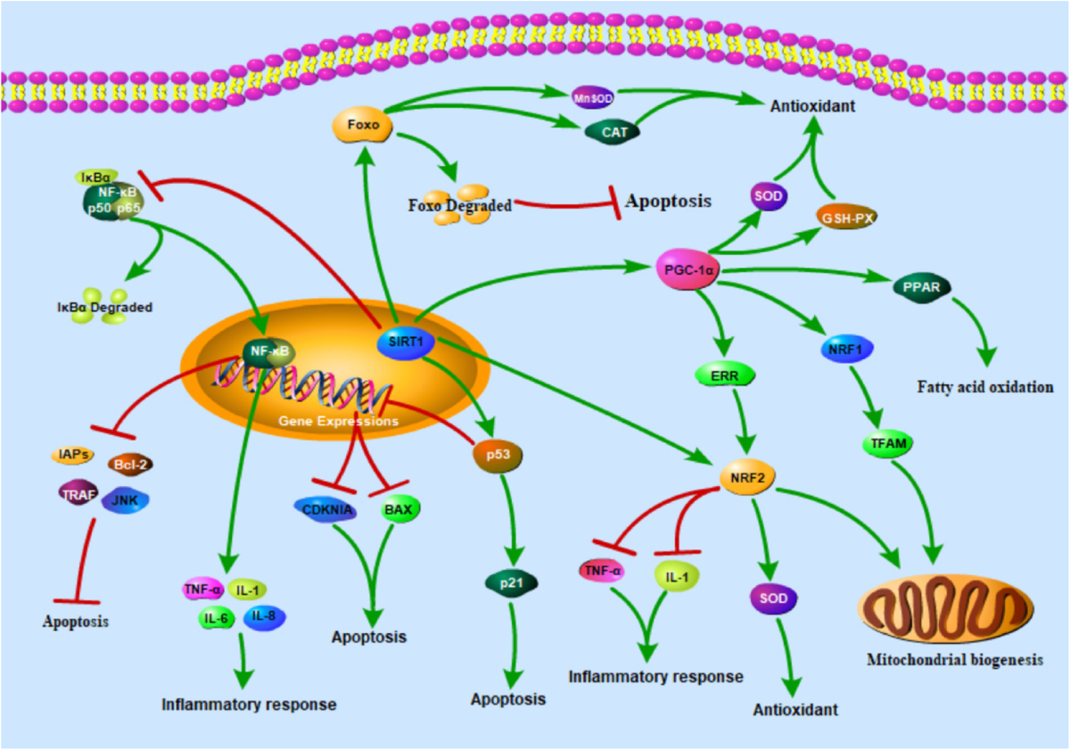 ghk-cu sirt1 activation The role of different SIRT1-mediated signaling pathways in toxic injury |  Cellular & Molecular Biology Letters