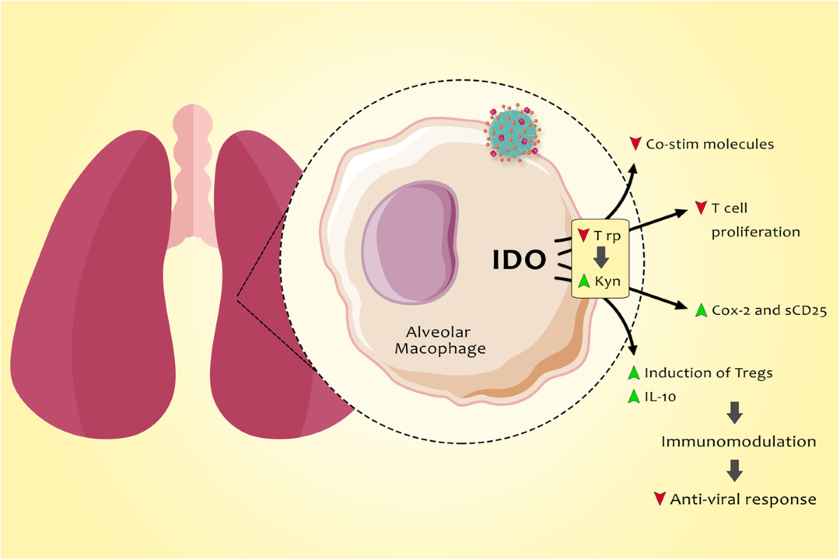 Metabolic host response and therapeutic approaches to influenza infection | Cellular & Molecular Biology Letters