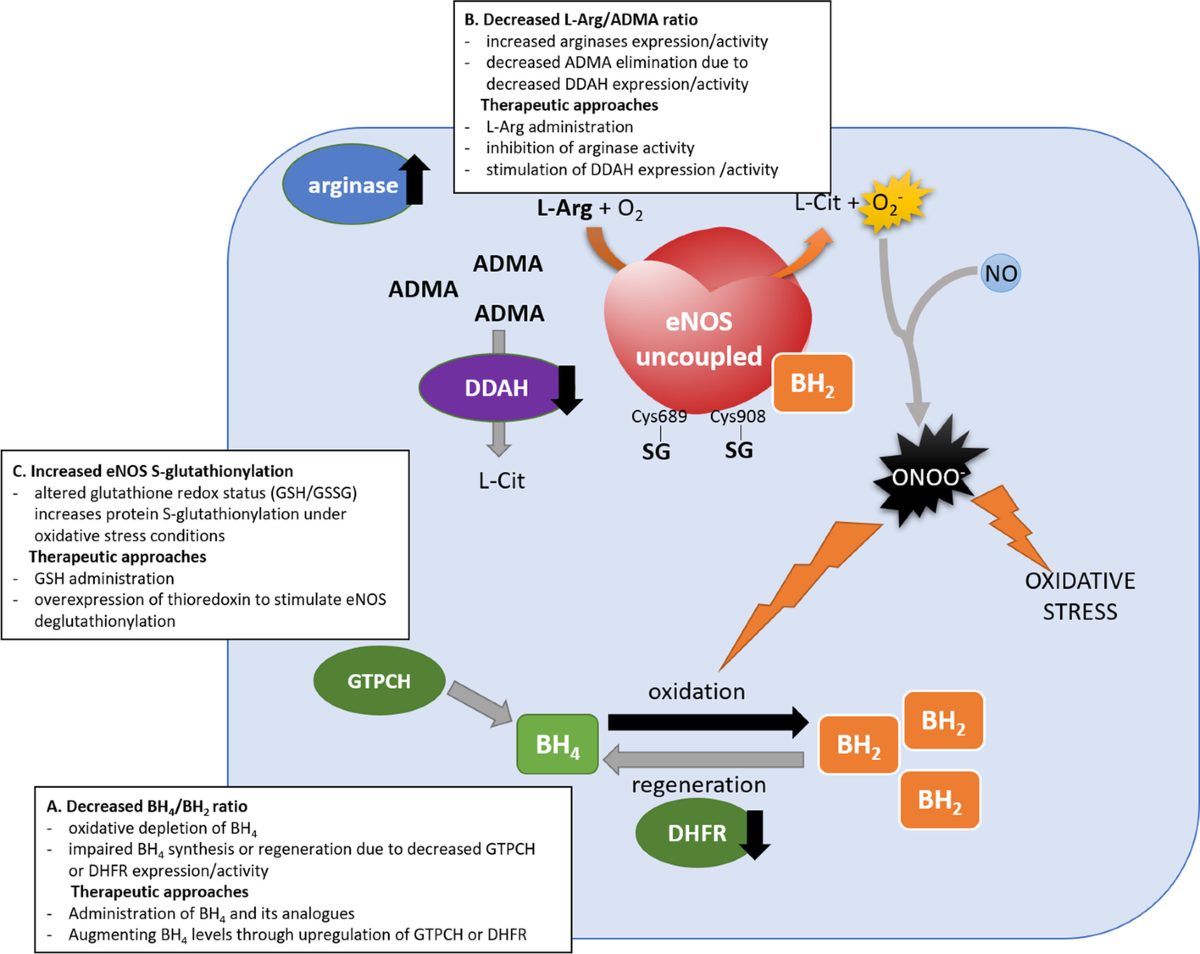 Endothelial dysfunction due to eNOS uncoupling: molecular mechanisms as  potential therapeutic targets | Cellular & Molecular Biology Letters |  Springer Nature Link