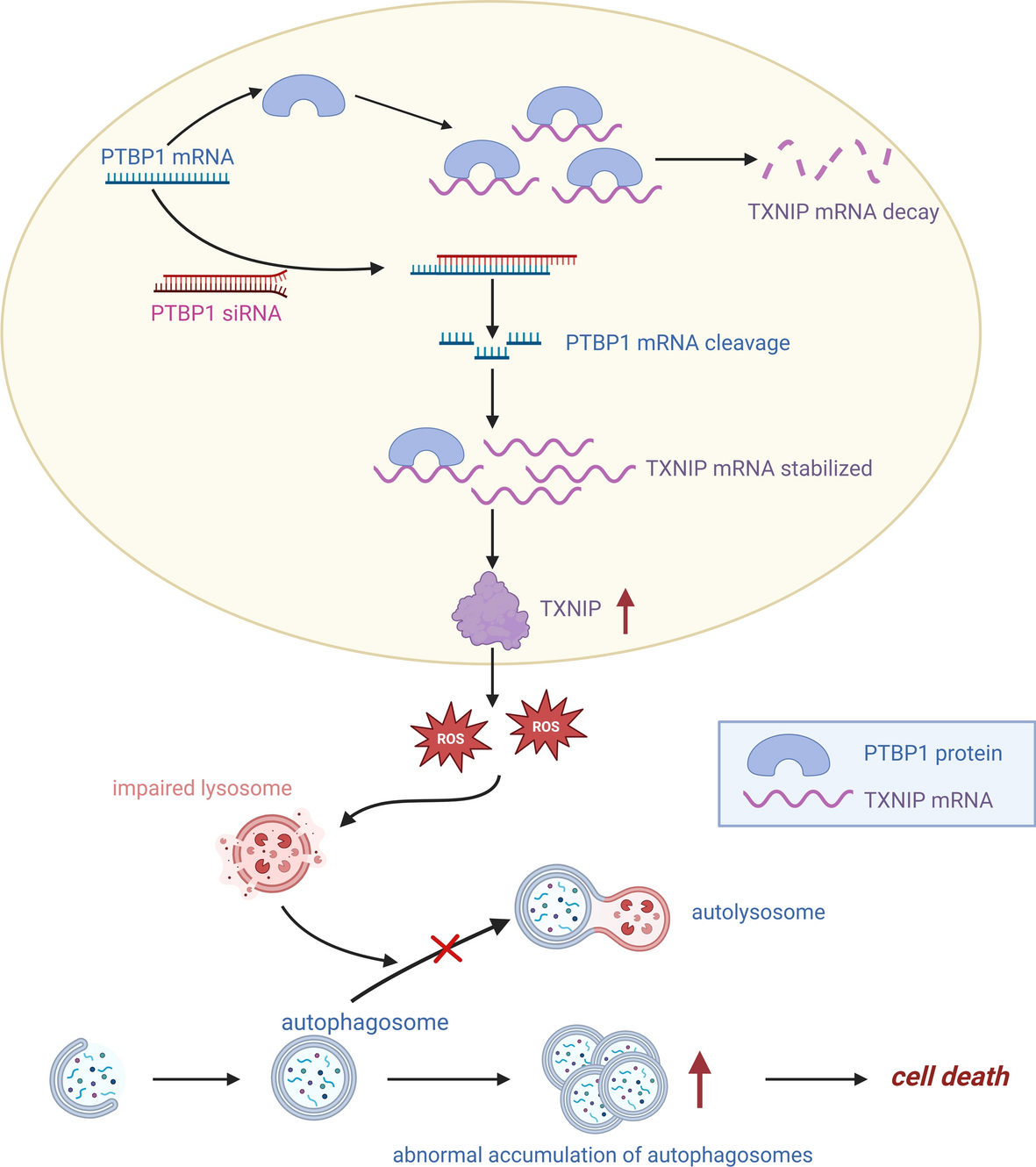 PTBP1 knockdown impairs autophagy flux and inhibits gastric cancer  progression through TXNIP-mediated oxidative stress | Cellular & Molecular  Biology Letters | Springer Nature Link
