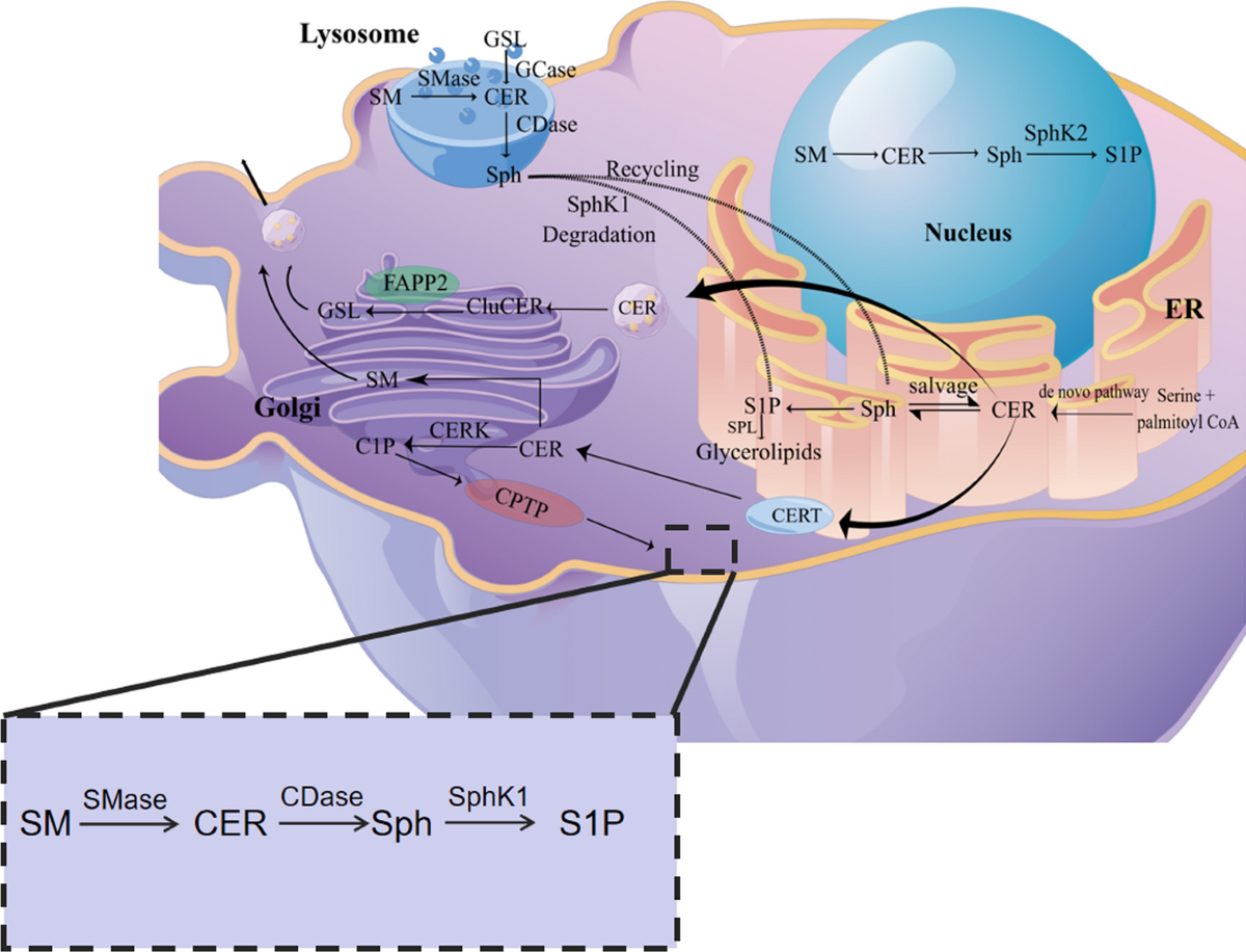 Lipids-Creative Enzymes, image size:1200x916