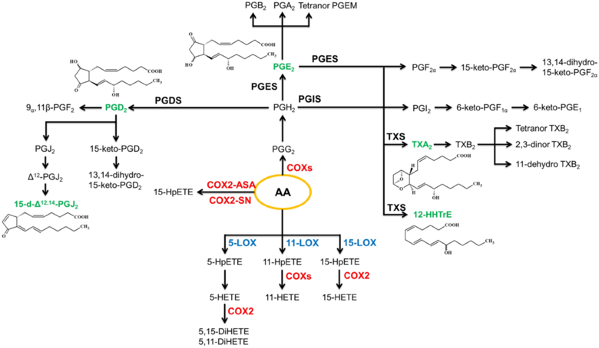 Metabolic pathways of eicosanoids—derivatives of arachidonic acid and their significance in skin | Cellular & Molecular Biology Letters