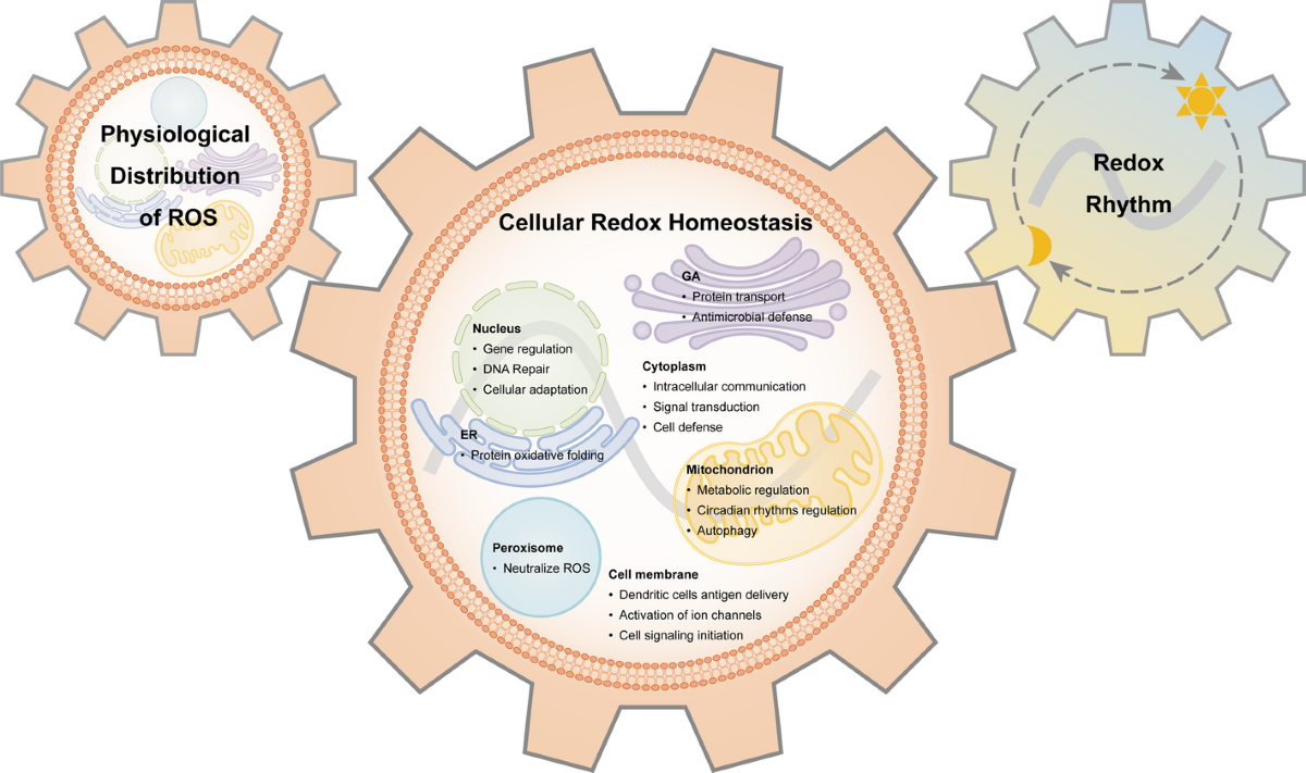 jose pablo vasquez medina glutathione Spatiotemporal dynamics of reactive oxygen species: implications for cellular homeostasis and redox therapies | Cellular & Molecular Biology Letters Hypoxia blunts angiogenic signaling and
