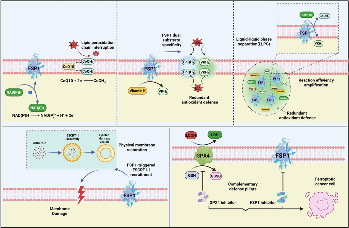 fsp1 is a glutathione-independent ferroptosis suppressor Unleashing in Human Cancers: Targeting Ferroptosis Protein 1 for Overcoming Therapy Resistance Ferroptosis suppressor protein 1 regulated