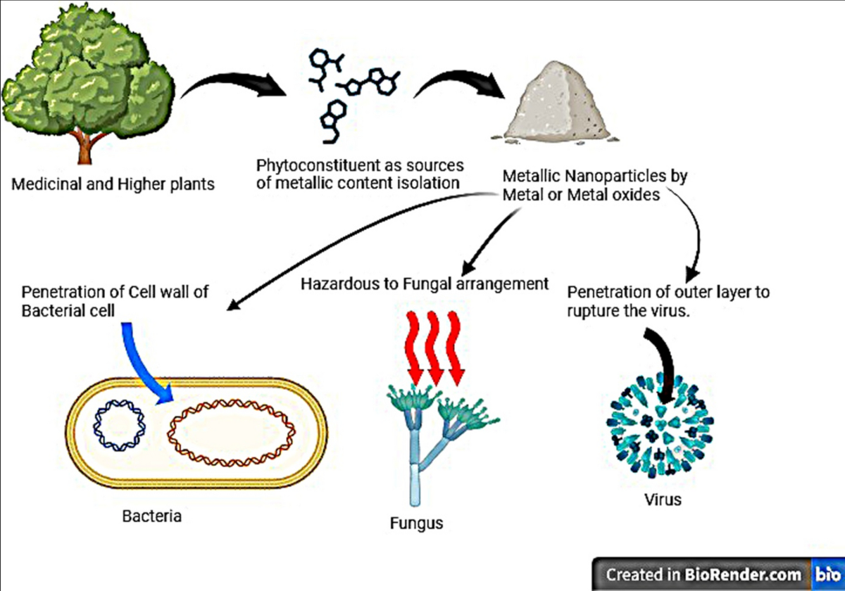 From nature to nanomedicine: bioengineered metallic nanoparticles bridge  the gap for medical applications | Discover Nano | Springer Nature Link