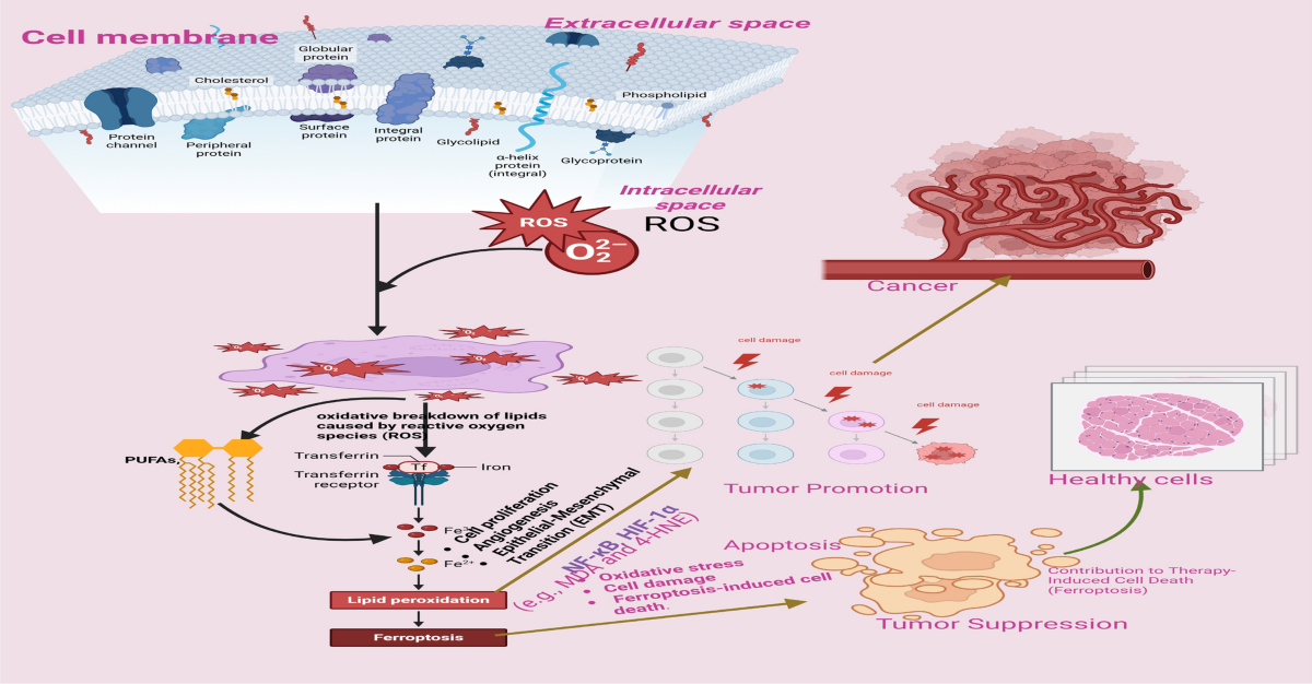 Antioxidants in cancer therapy mitigating lipid peroxidation without  compromising treatment through nanotechnology | Discover Nano