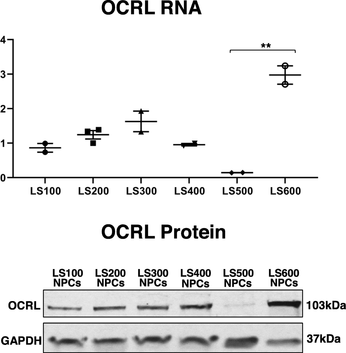 Transcriptome analysis of neural progenitor cells derived from Lowe  syndrome induced pluripotent stem cells: identification of candidate genes  for the neurodevelopmental and eye manifestations | Journal of  Neurodevelopmental Disorders | Full Text
