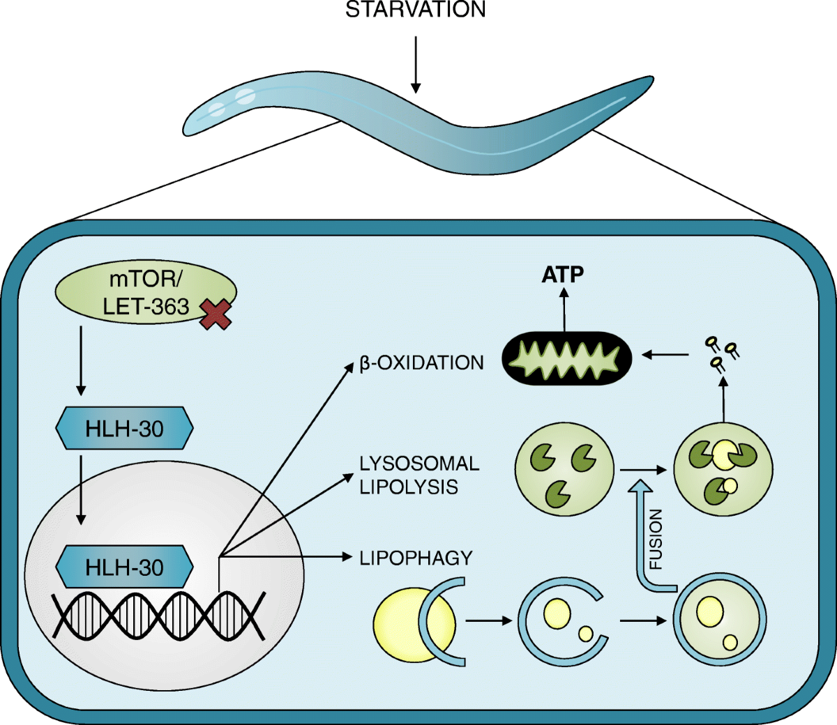 c elegan more lipid lifespan Metabolic regulation of lifespan from a C. elegans perspective | Genes &  Nutrition