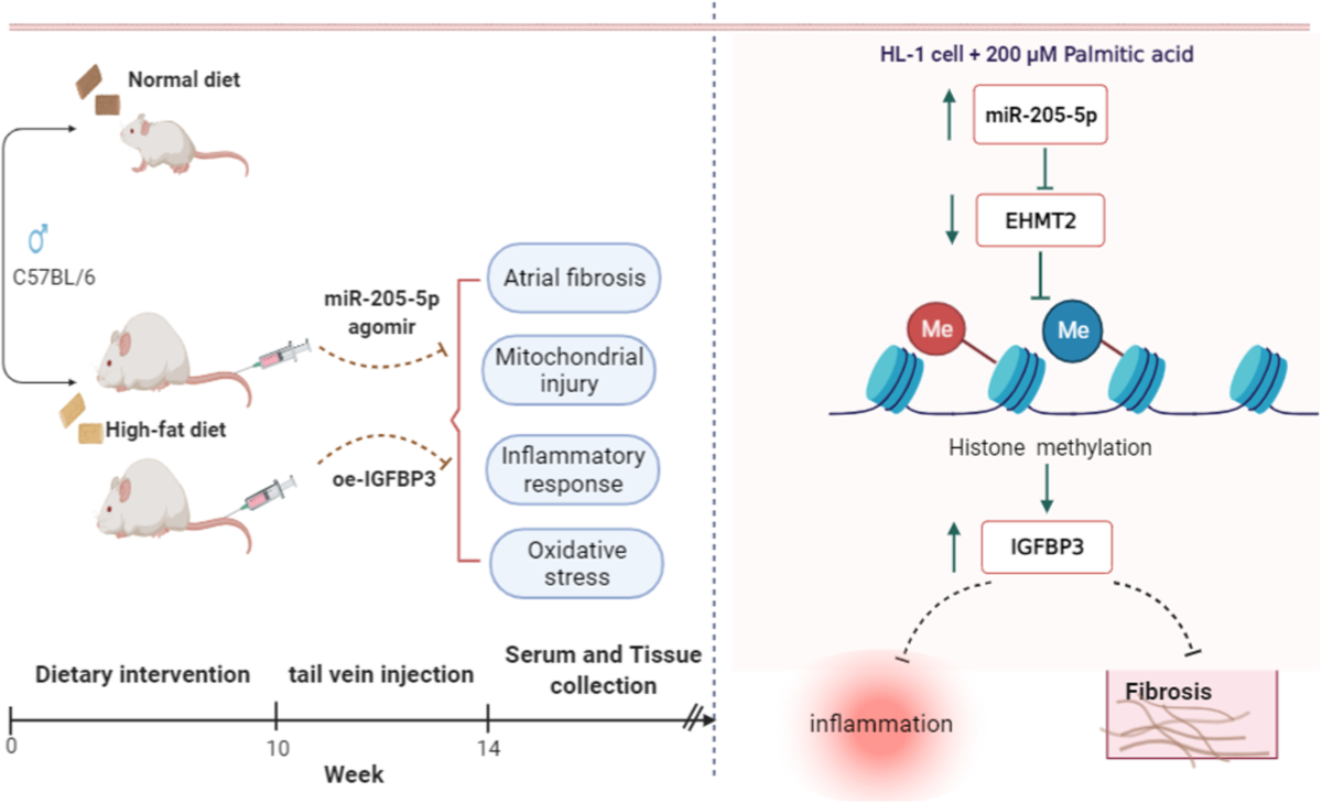 mir hebe child gyymnast MicroRNA-205-5p plays a suppressive role in the high-fat diet-induced  atrial fibrosis through regulation of the EHMT2/IGFBP3 axis | Genes &  Nutrition | Full Text