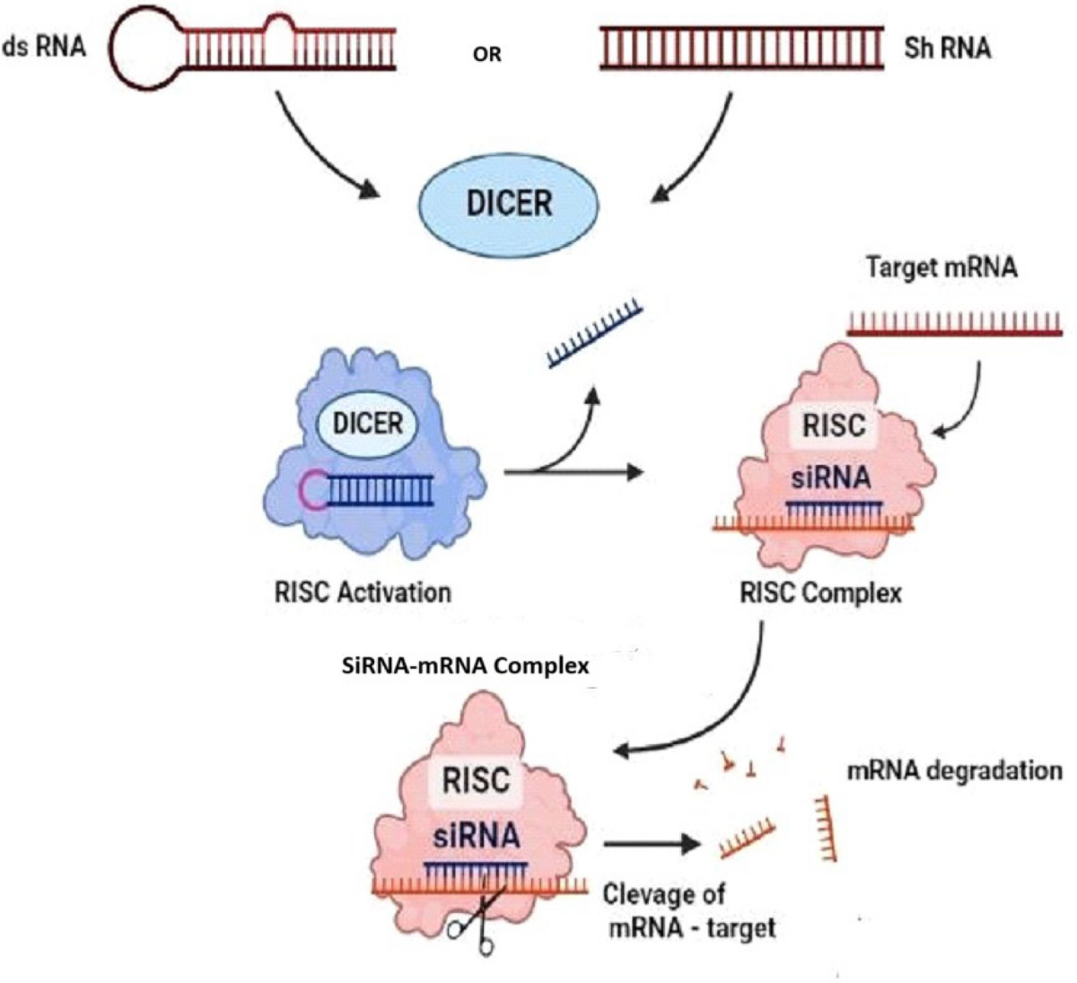 Targeted gene silencing in crops via RNAi: opportunities and future integration with emerging technologies | Environmental Sciences Europe | Springer Nature Link Targeted gene silencing in crops via RNAi: opportunities and future integration with emerging technologies | Environmental Sciences Europe | Springer Nature Link