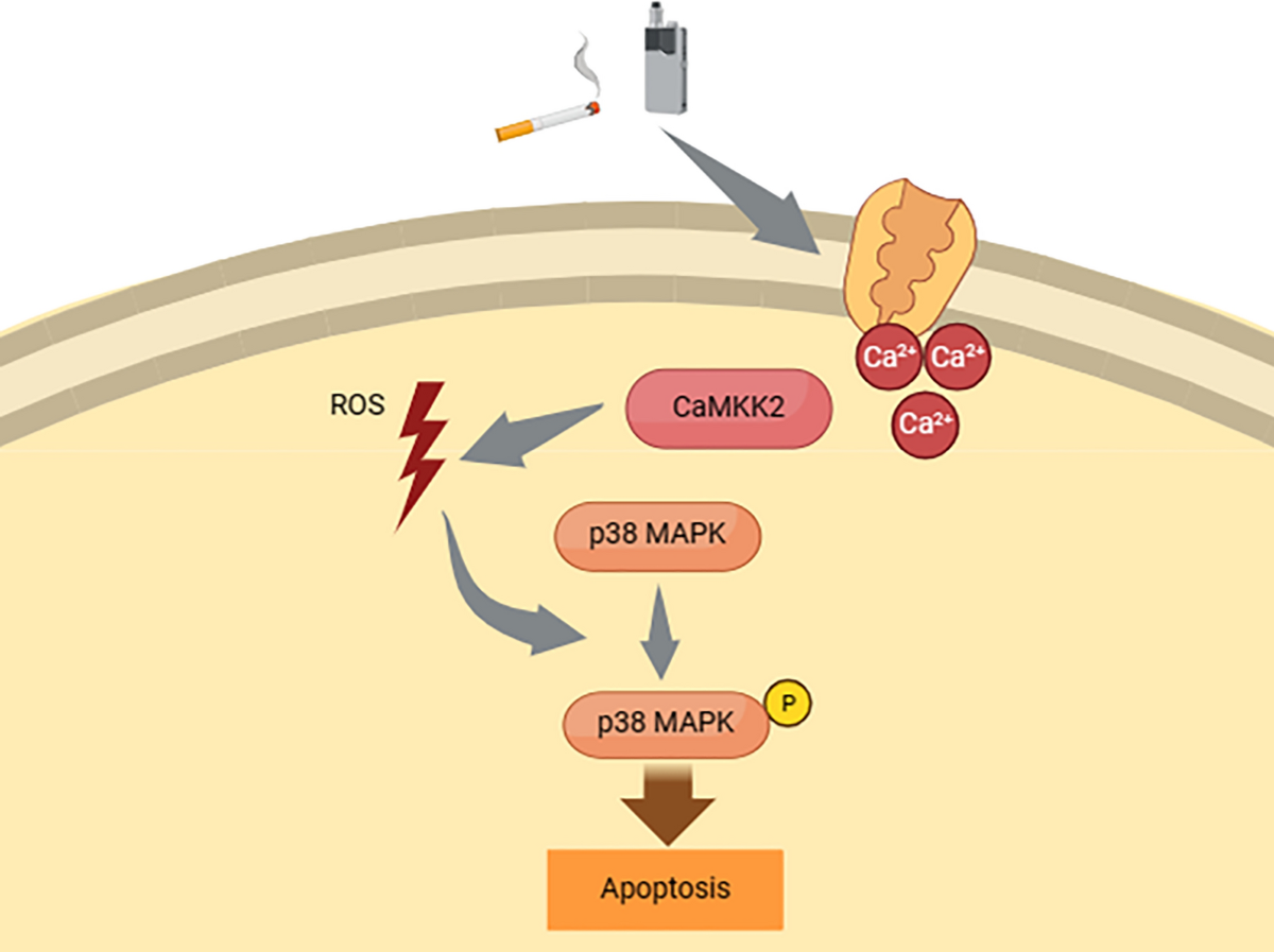 list four cancer-causing substances found in tobacco products Cytotoxic effects of the cigarette smoke extract of heated tobacco products on human oral squamous cell carcinoma: the role of reactive oxygen species and CaMKK2 list four cancer-causing substances found in tobacco products Cytotoxic effects of the cigarette smoke extract of heated tobacco products on human oral squamous cell carcinoma: the role of reactive oxygen species and CaMKK2