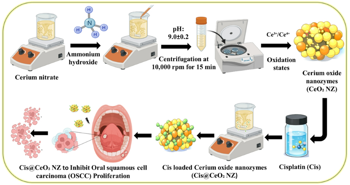 Redox-responsive cisplatin-loaded cerium oxide nanozymes for oral squamous cell carcinoma: oxidative stress modulation, anti-inflammatory activity, and enhanced cytotoxicity | Cancer Nanotechnology