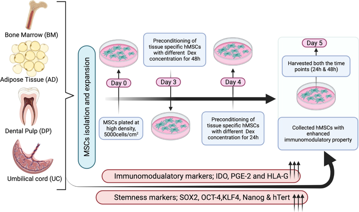 Dexamethasone priming enhances stemness and immunomodulatory 