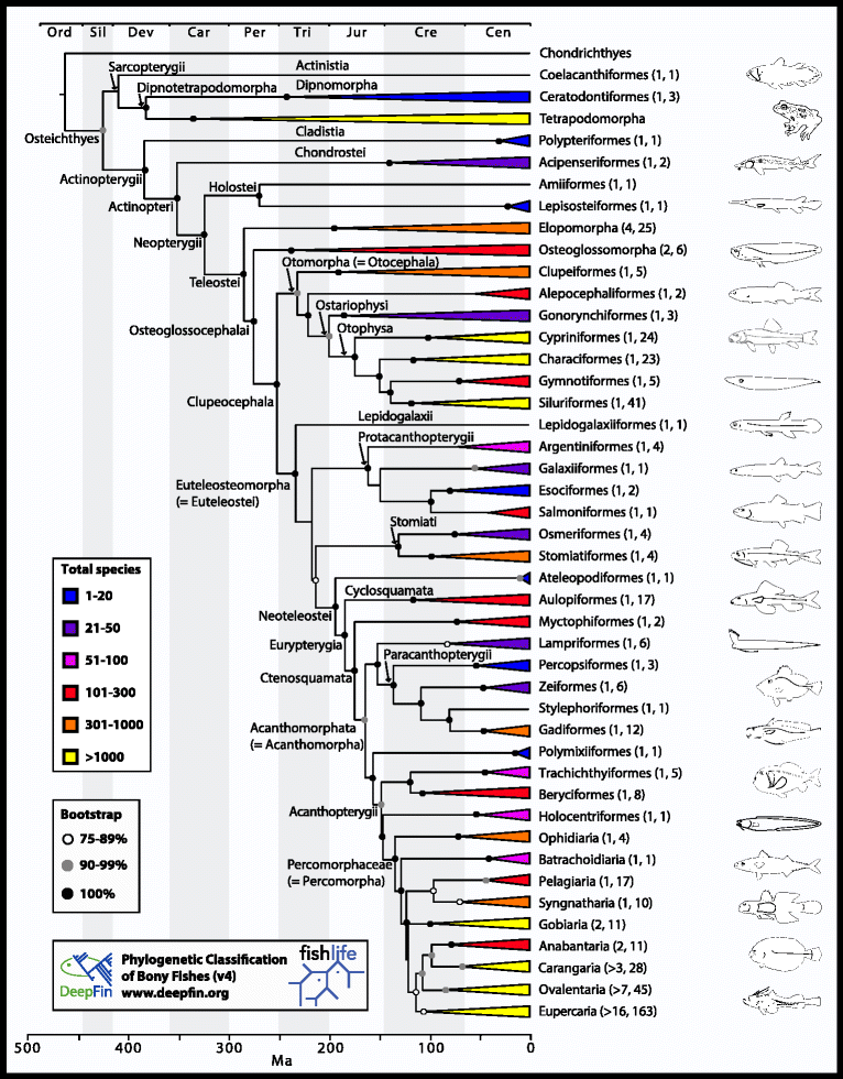 Phylogenetic classification of bony fishes