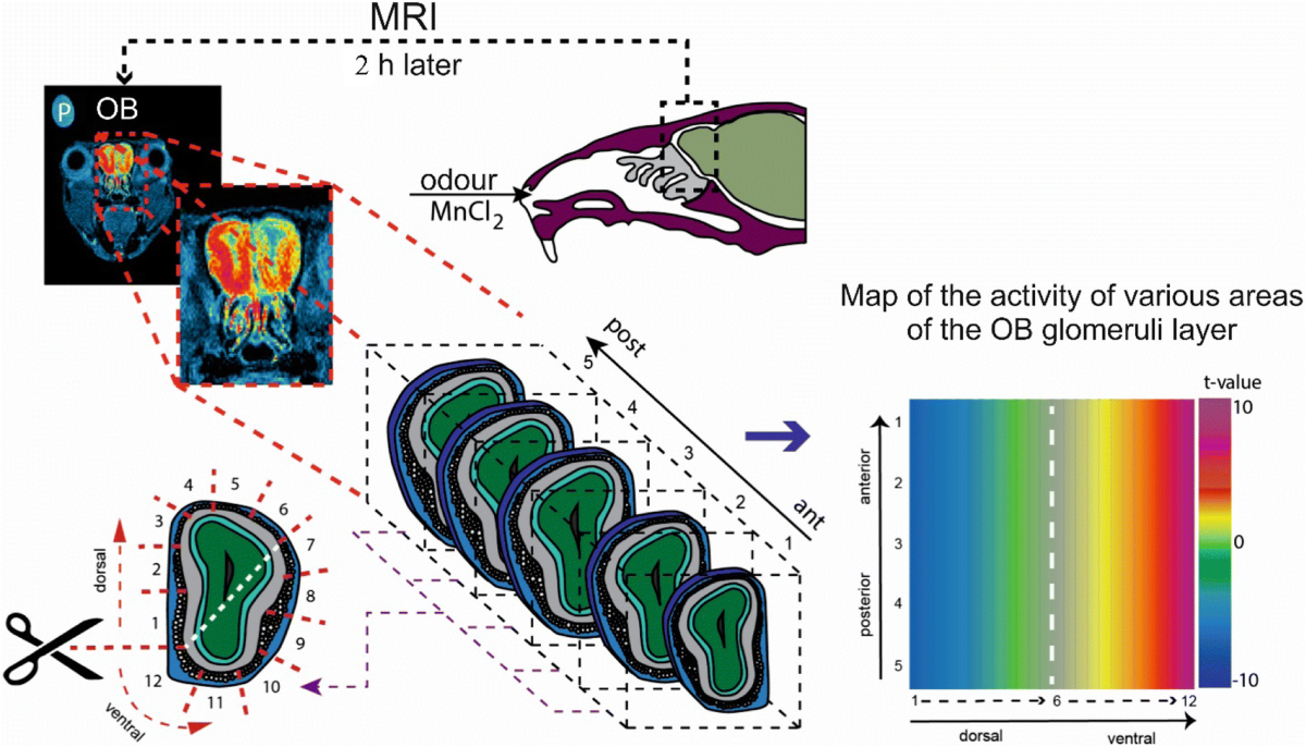 Siberian mouse cum oral Quantitative Metabolomic Analysis of Changes in the Rat Blood Serum during  Autophagy Modulation: A Focus on Accelerated Senescence