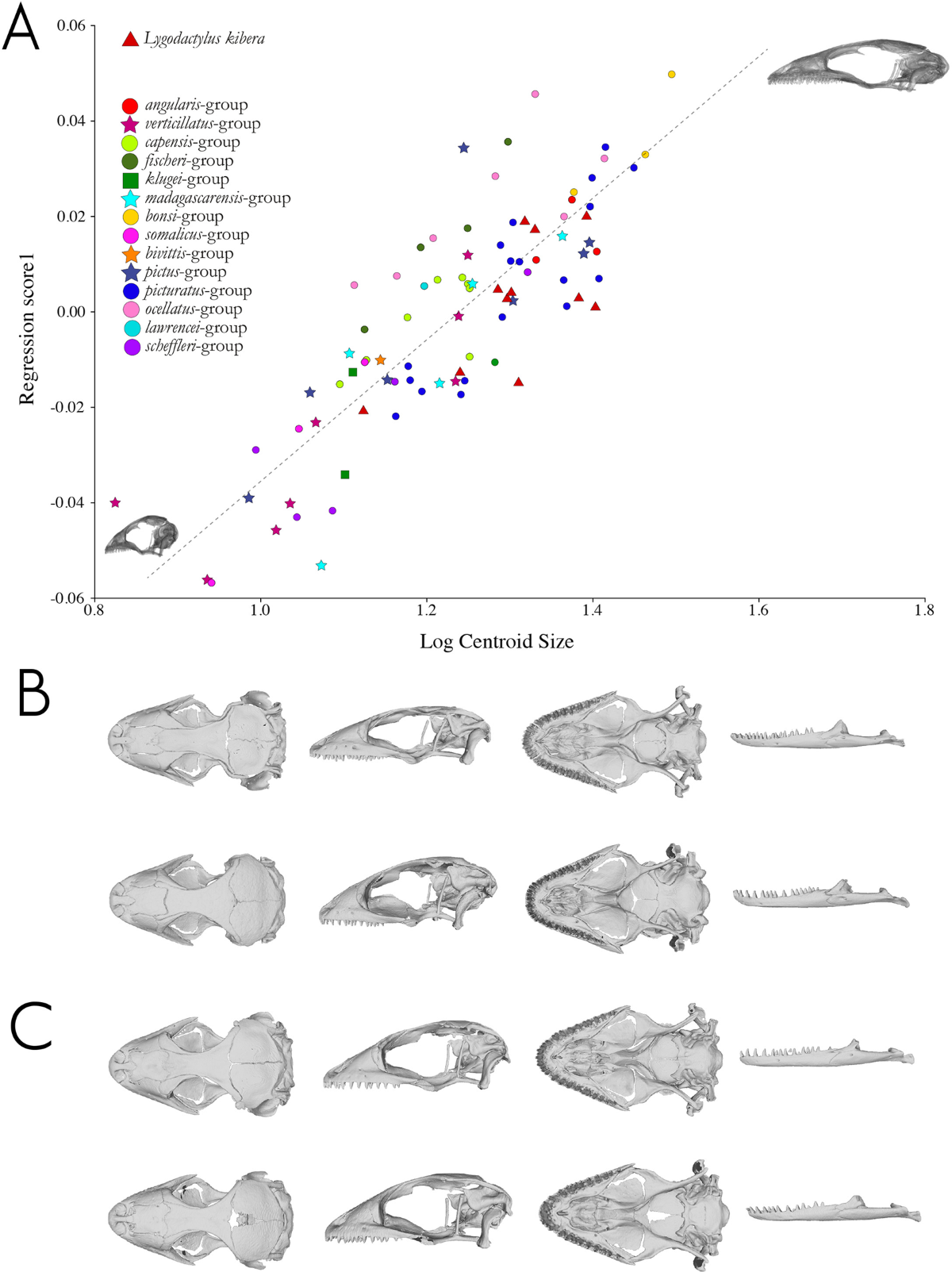 Adaptive or non-adaptive? Cranial evolution in a radiation of miniaturized day geckos | BMC Ecology and Evolution | Full Text adaptive-or-non-adaptive-cranial-evolution-in-a-radiation-of-miniaturized-day-geckos-bmc-ecology-and-evolution-full-text